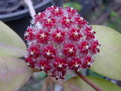 Hoya mindorensis subsp. superba AP1147