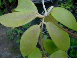 Hoya mindorensis subsp. superba AP1147