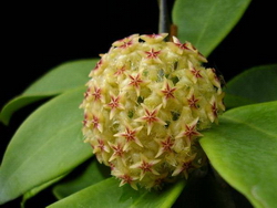 Hoya mindorensis 'Yellow' Subsp. Mindorensis с Филипин