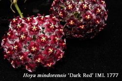 Hoya mindorensis subsp. superba ‘Dark Rad’ IML1777