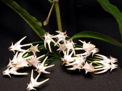 Hoya multiflora 'Penang Island'