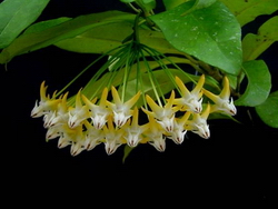Hoya multiflora 120084 SV406