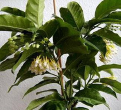 Hoya multiflora Blume, 1826