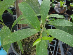 Hoya multiflora IML0153