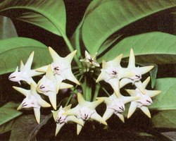 Hoya multiflora Philippinen