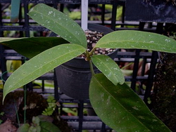 Hoya sp. aff. multiflora AP1167