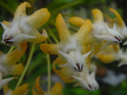 Hoya sp. aff. multiflora (AP1002 - Синоним H. sp. 27)
