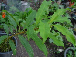 Hoya sp. aff. multiflora (AP1002 - Синоним H. sp. 27)
