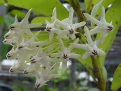 Hoya sp. aff. multiflora (AP1004 – синоним H. sp. 28)