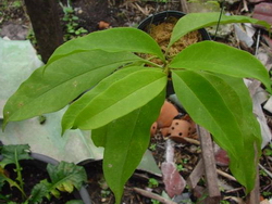 Hoya sp. aff. multiflora (AP1004 – синоним H. sp. 28)