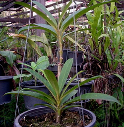Hoya sp. aff. multiflora AP1131 (синоним H. sp. 69) из Quang Ninh, Вьетнам