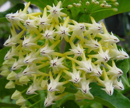 IPPS 08121 – Hoya multiflora variegata