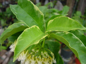 IPPS 08121 – Hoya multiflora variegata