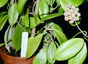 Hoya neo-calidonica F. R. R. Schlechter, 1906