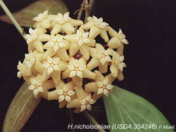 Hoya nicholsoniae (USDA 354246)