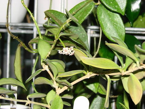 Hoya spec. aff. nummularioides