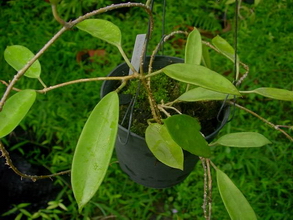 Hoya oblanceolata Hooker f. 1883