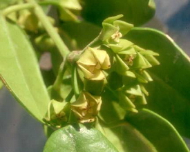 Hoya obtusifoliodes