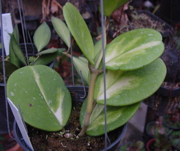 Hoya obovata variegata