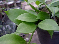 Hoya obscura var. longpedunculata