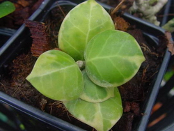 Hoya obscura variagata