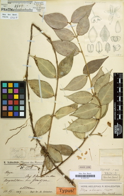 Hoya oleoides Schlechter, 1909