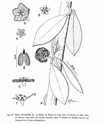 Hoya orbiculata Wallich ex Wight 1834