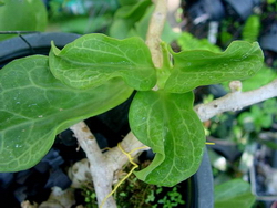 Hoya pachyclada 'Apodagis'