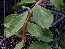 Hoya pachyclada 'Sigadopa'