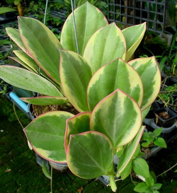 Hoya pachyclada var. variagata (1)