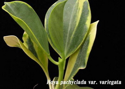 Hoya pachyclada var. variagata (2)