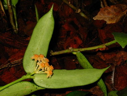 Hoya pandurata (Yellow center)