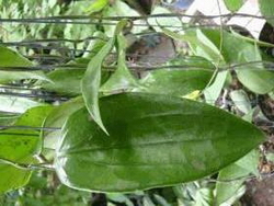Hoya Parasitica Lao A