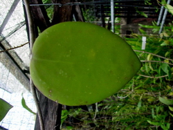 Hoya parasitica 'Prachinburi' AP1153