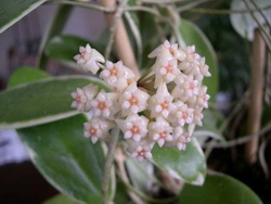 Hoya parasitica Albomarginata
