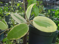 Hoya parasitica Albomarginata