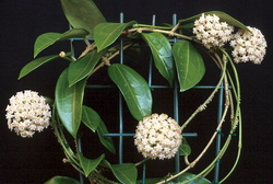 Hoya parasitica v. citrina