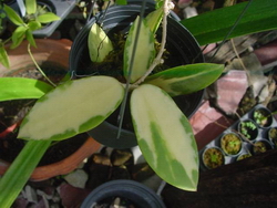 Hoya parasitica variegata