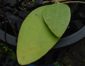 Hoya perakensis AP1087 - Malaysia