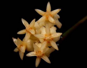 Hoya perakensis NS07-004 - Ketambe, Sumatra