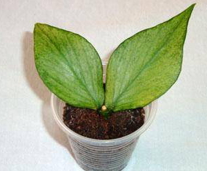 Hoya polyneura Broget