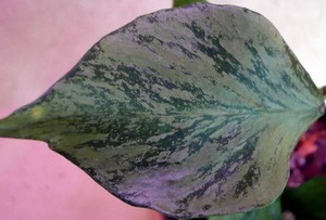 Hoya polyneura variegata