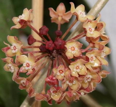 Hoya polystachya Blume, 1849