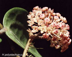 Hoya polystachya Blume, 1849 IPPS 04075