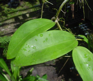 Hoya pottsii var. angustifolia AP1157