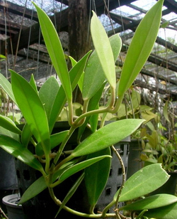 Hoya pubescens