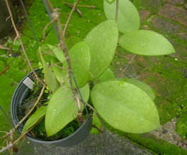 Hoya pubicalyx cv. 