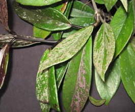 Hoya pubicalyx cv. 'Royal Hawaiian Purple