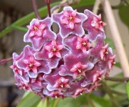 Hoya pubicalyxcv. 