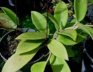 Hoya pubicalyx cv. 
